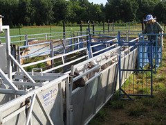 Handling system for sheep and goats