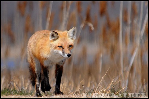 Red Fox @ Bombay Hook National Wildlife Refuge, Delaware (3/23/2008)