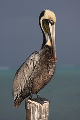 Pelican close