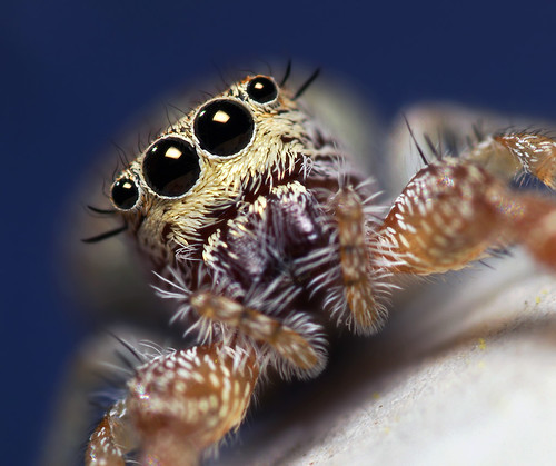 Jumping Spider (Hentzia) by Thomas Shahan.