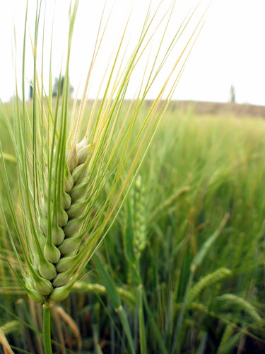 Wheat (east of Jiuquan, Gansu Province, China)