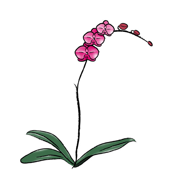 Orchid tattoo design. still an early sketch. My wife asked me to design a 