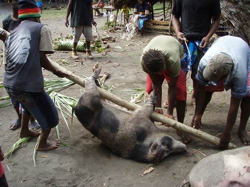 One of the pigs that was killed at the ceremony