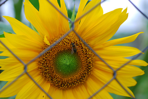 Honeybee visits the  imprisoned sun by roksoslav.