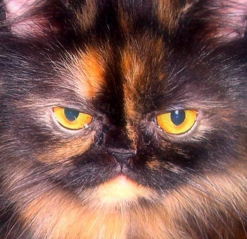 My Baby, Persian Cat Photo * Tortie * www.PersianCatCare.com by PersianCat*Contest.