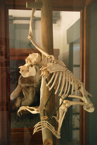 human skeleton labeled. +human+skeleton+labeled