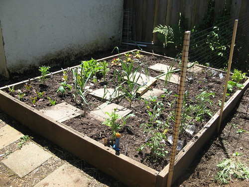 garden June 2011