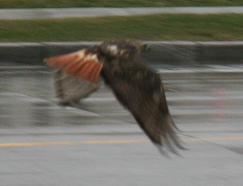 Red Tail Hawk Cheektowaga at Walden and Union
