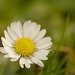 Bellis perennis | Madeliefje - Daisy