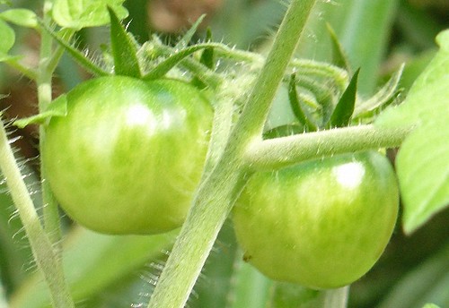 tomates qui poussent