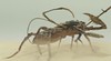 5x4 Silurian desert bug