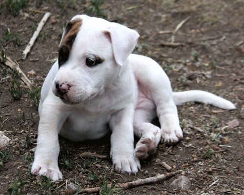 Baby puppy pit bull, Bach