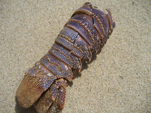 Purple lobster tail on the beach!