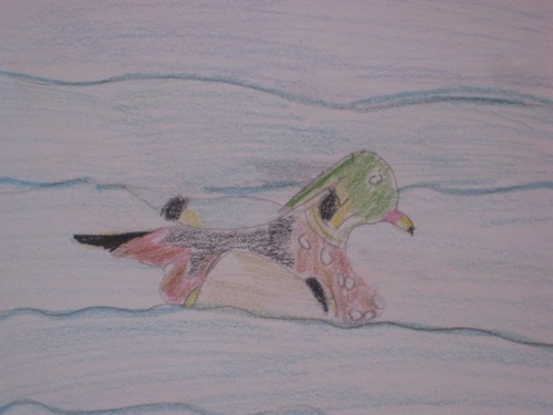 Wood Duck Drawing Close-up