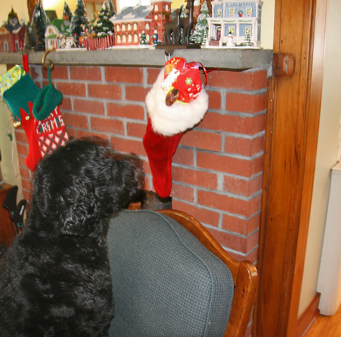 skippy waits for christmas