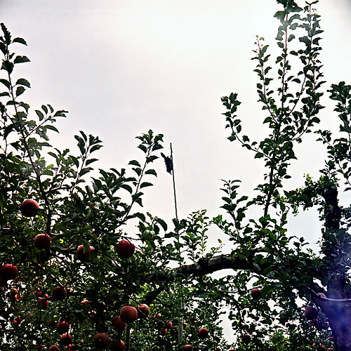 A dead crow in  apple tree field