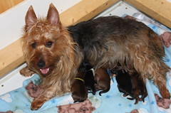Kaih and puppies born May 18, 2011