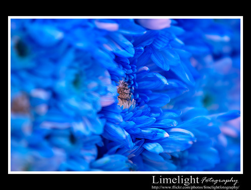 Artificial Flowers Closeup by Limelight Fotography