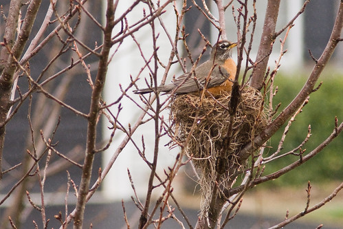Robin Red Nest