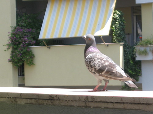 piccione (3)