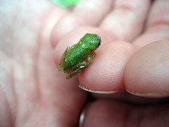 teeny tiny baby frog