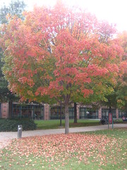 A Fall Tree