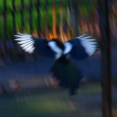 Kelvingrove Park Magpies 41