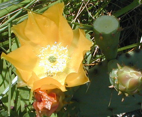 Prickly Pear in Bloom