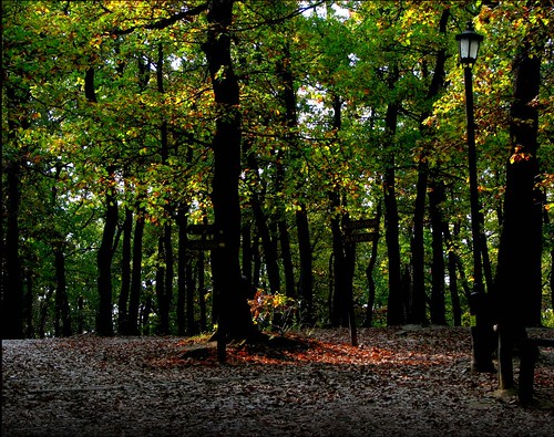 Budakeszi forest