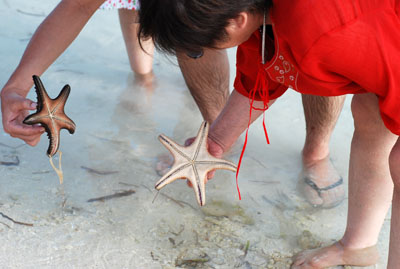 okasan starfish