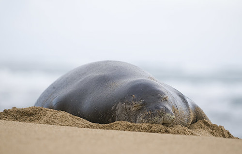 Monk Seal Sleeping