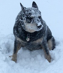 Abominable Snow Dawg