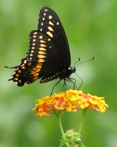 12 Days of Christmas Butterflies - #10 Black Swallowtail by Vickis Nature 