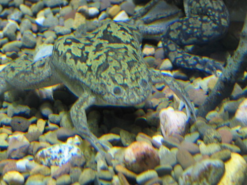 African Clawed Frog