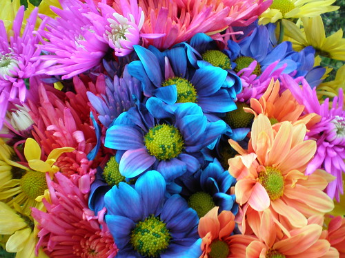 Colorful Crazy Daisies (1)