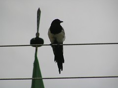 Black billed magpie