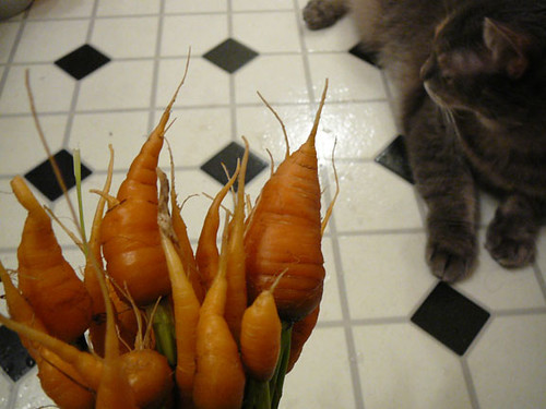carrot bouquet