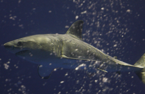 shark swims in exhibit