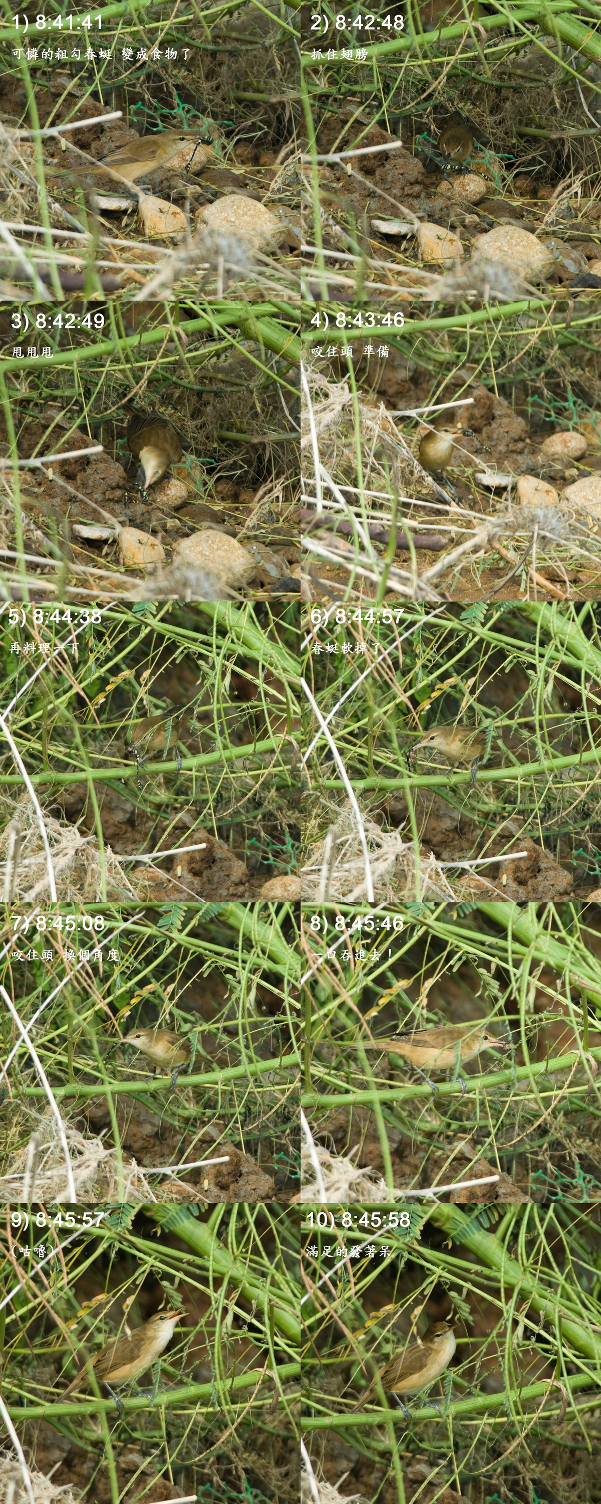 大韋鶯吃粗勾春蜓 Oriental Reed Warbler eats Common Flangtail