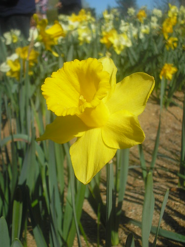 daffodilfarm4