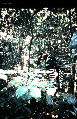 okapi back view in the forest 1990