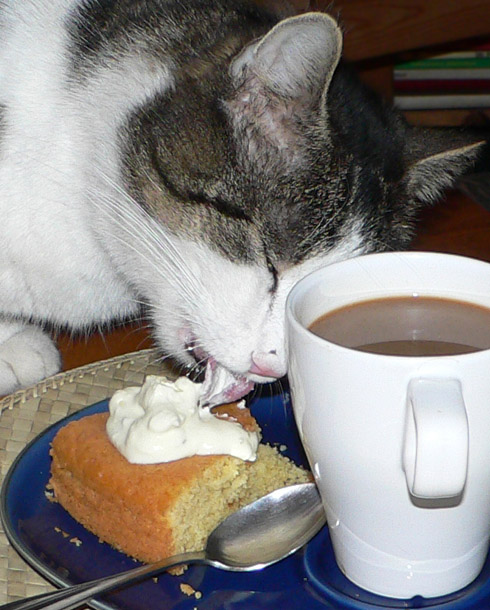 Katze mag Limettenkuchen