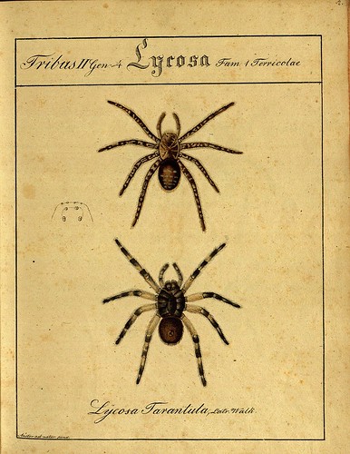 Lycosa Tarantula