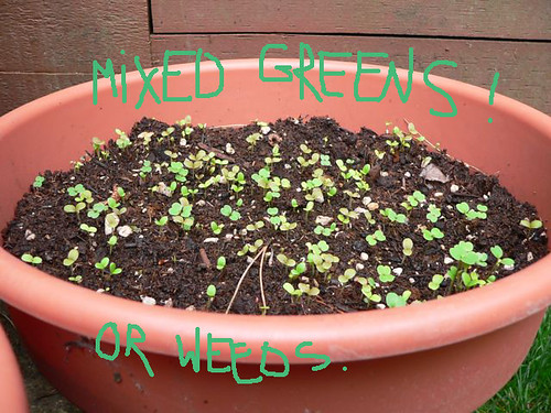 Weeds and or Mixed Greens