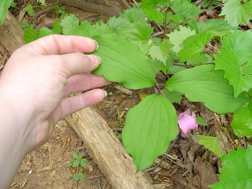 Catesby's Trillium (Trillium catesbaei)