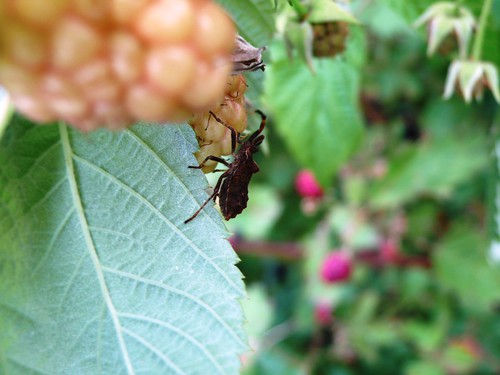 Bug on the blackberries