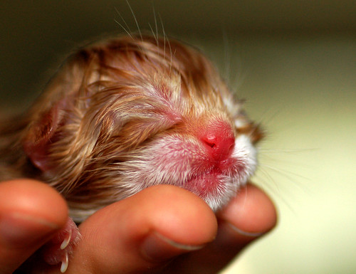 One hour old
