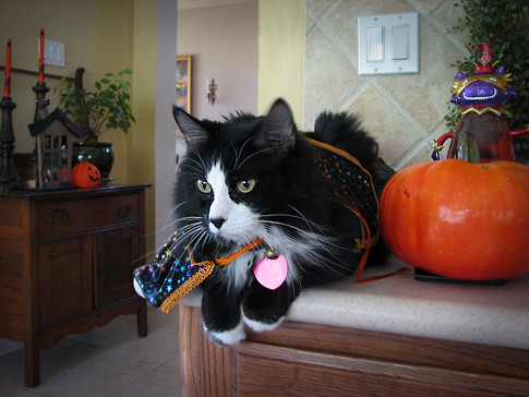 Halloween Cat by you.