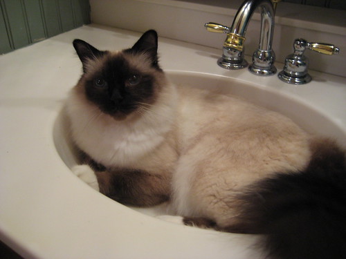 sittin' pretty in the sink