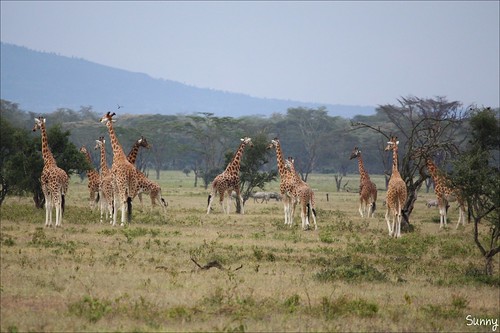 你拍攝的 56 Lake Nakuru - Lion & Giraffe。